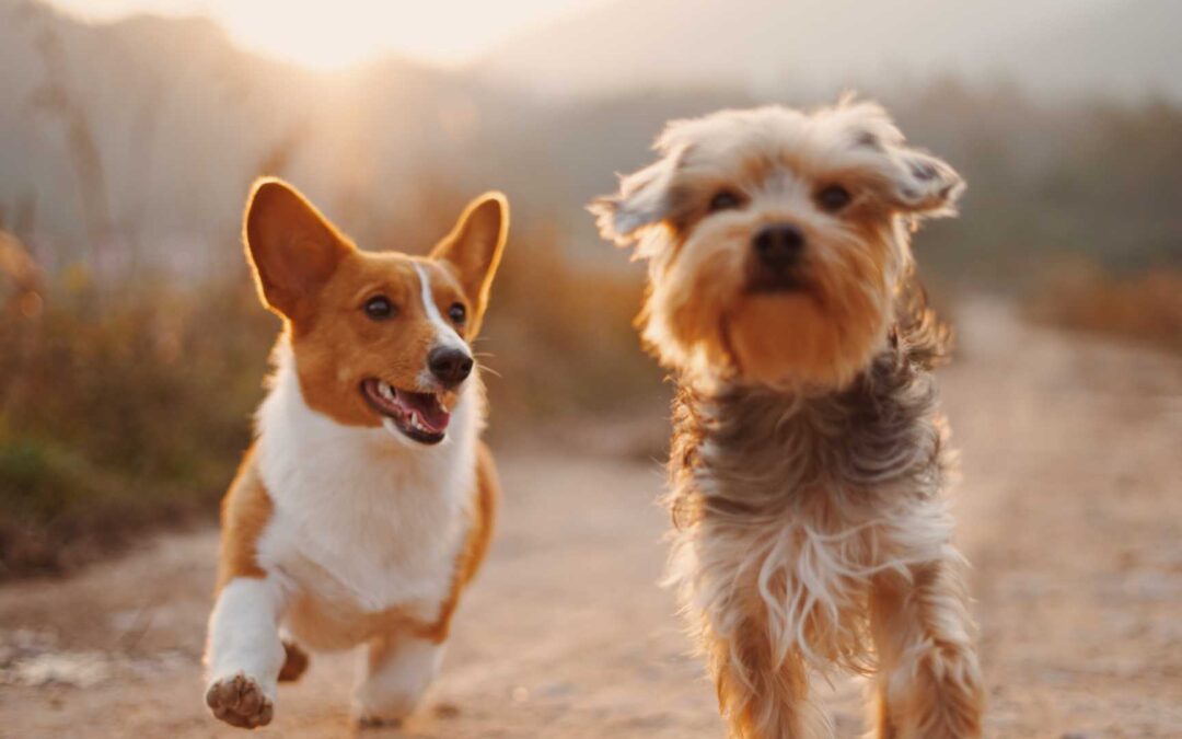 Rozstrzygnięcie Szkolnego Konkursu Fotograficznego „Selfie with my pet”